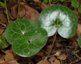 Asarum europaeum