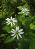 Myosoton aquaticum