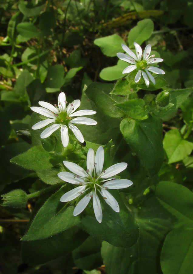 Изображение особи Myosoton aquaticum.