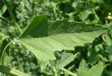 Chenopodium