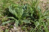 Cirsium heterophyllum. Молодые побеги. Ленинградская обл., Кировский р-н, окр. ж.-д. ст. Михайловская, суходольный луг. 17.05.2014.