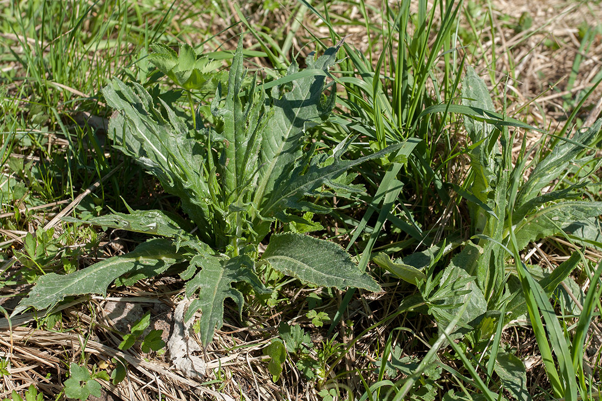 Изображение особи Cirsium heterophyllum.