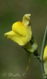 Linaria genistifolia. Цветок. Молдова, Кишинев, Ботанический сад АН Молдовы. 23.06.2014.