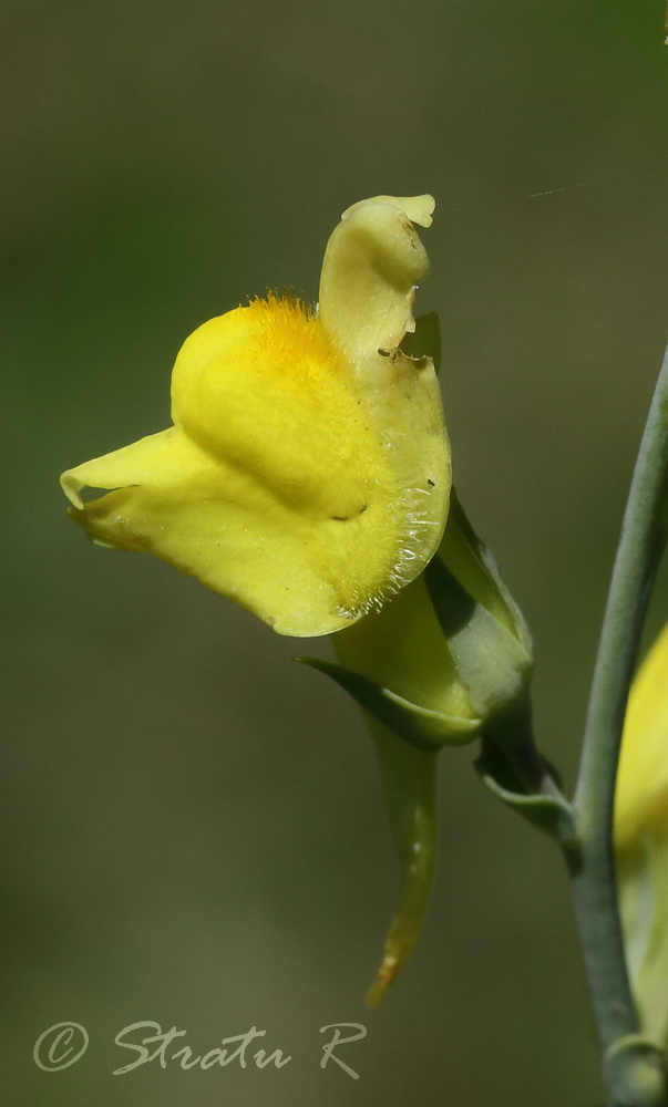 Image of Linaria genistifolia specimen.