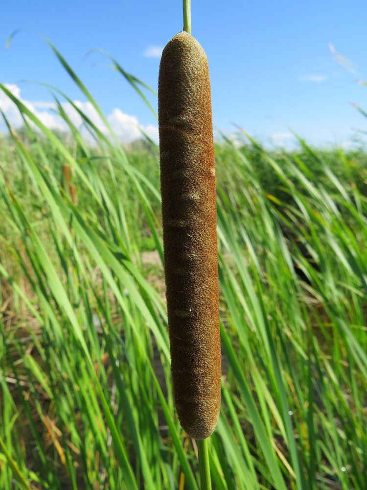 Image of Typha angustifolia specimen.