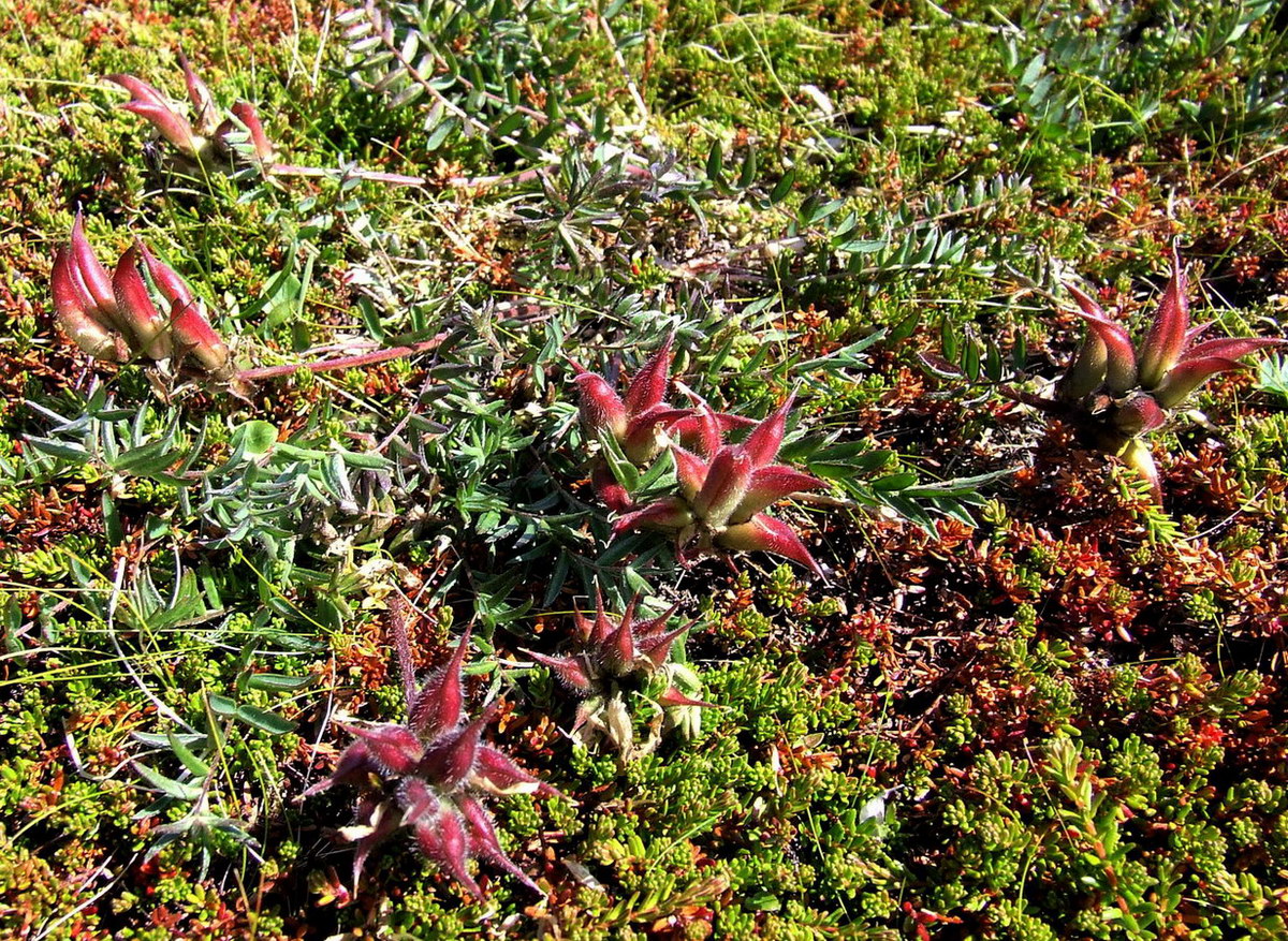 Изображение особи Oxytropis sordida.