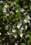 genus Euphrasia