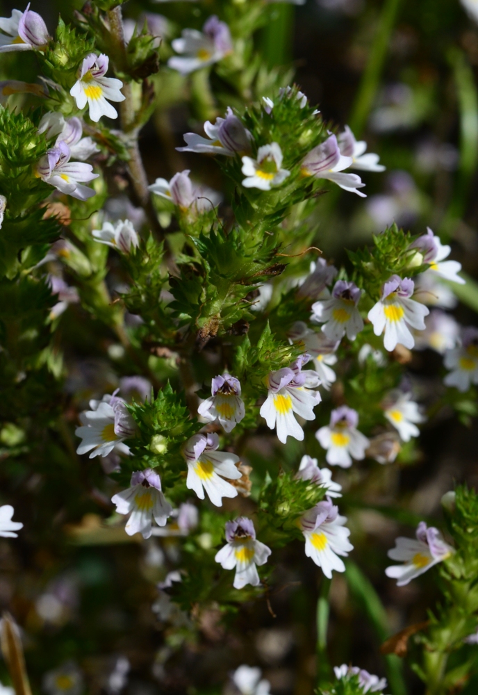Изображение особи род Euphrasia.