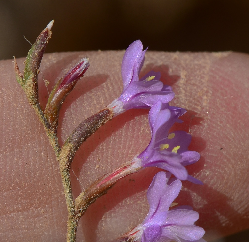 Изображение особи Limonium virgatum.