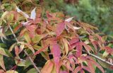 Acer mandshuricum