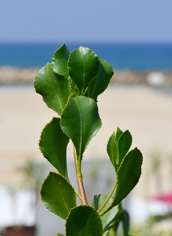 Image of Scaevola crassifolia specimen.
