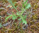 Patrinia sibirica