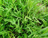 Diplotaxis tenuifolia. Листья. Италия, регион Венето, Парона ди Вальполичелла, придорожный газон. 21.07.2014.