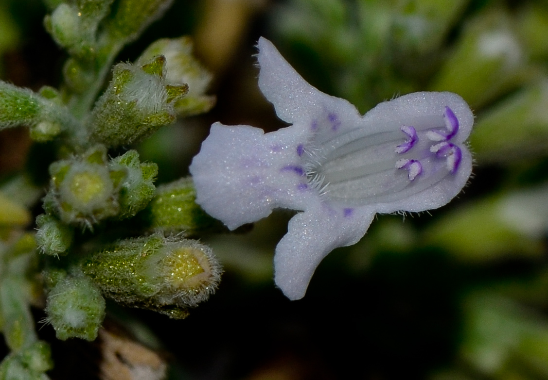 Image of Micromeria fruticosa specimen.