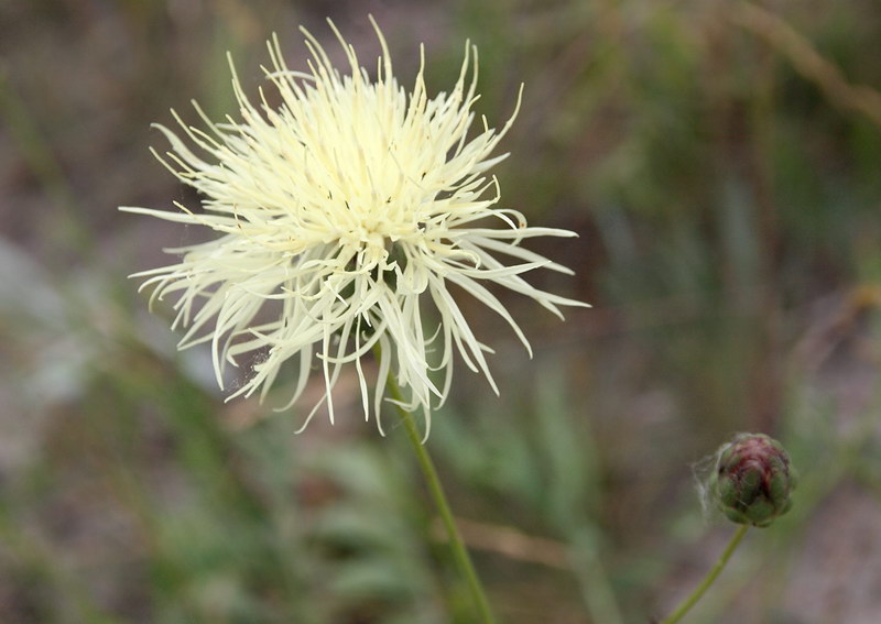 Image of Rhaponticoides ruthenica specimen.