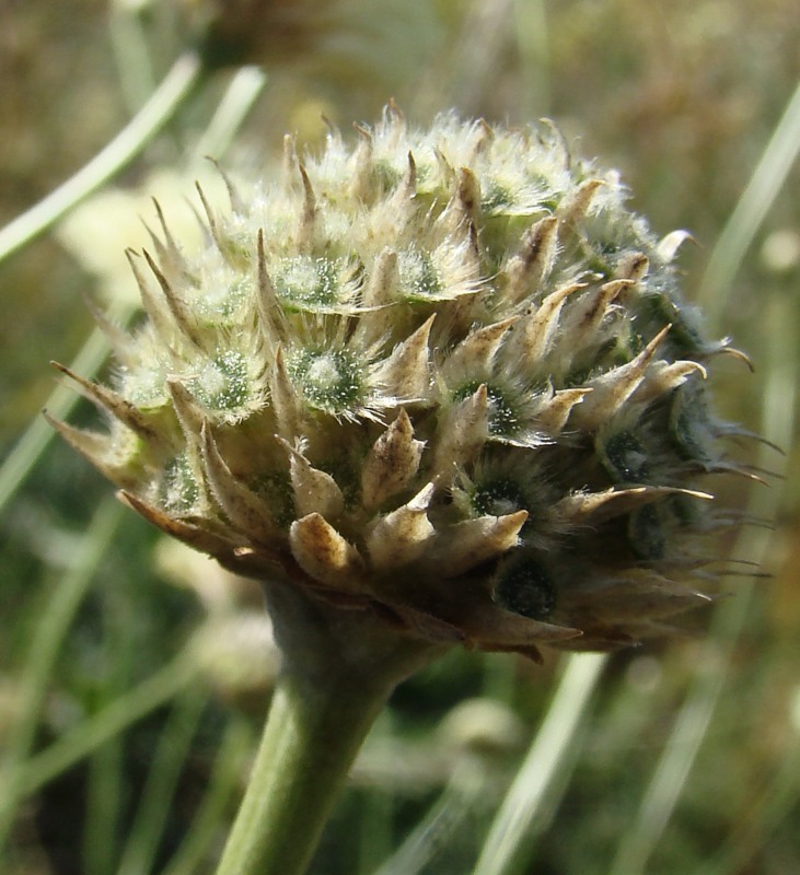 Изображение особи Cephalaria uralensis.