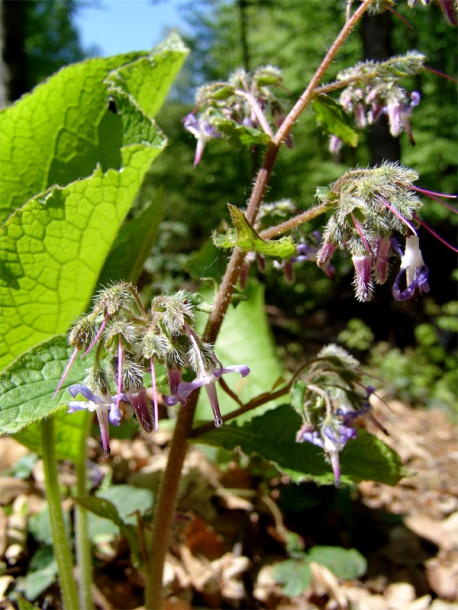 Изображение особи Trachystemon orientalis.