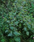 Sigesbeckia orientalis