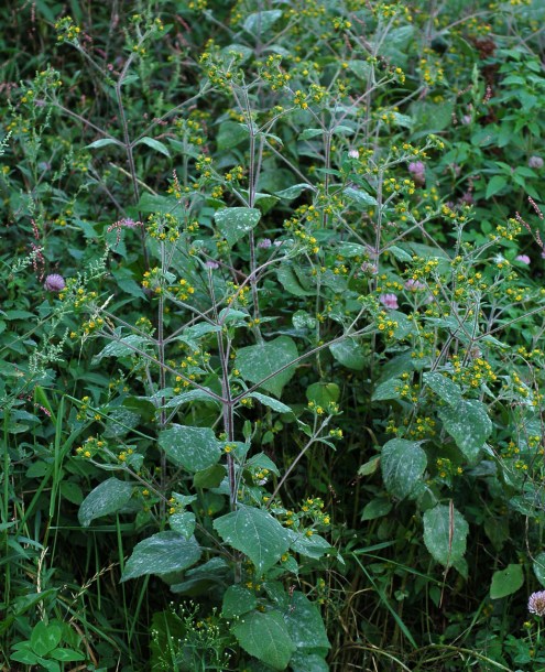 Image of Sigesbeckia orientalis specimen.