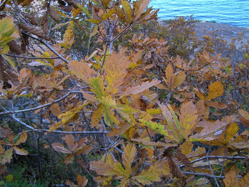 Изображение особи Quercus mongolica.