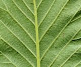 Sorbus aria. Часть листа (вид снизу). Курская обл., г. Железногорск, в посадке. 27 мая 2009 г.