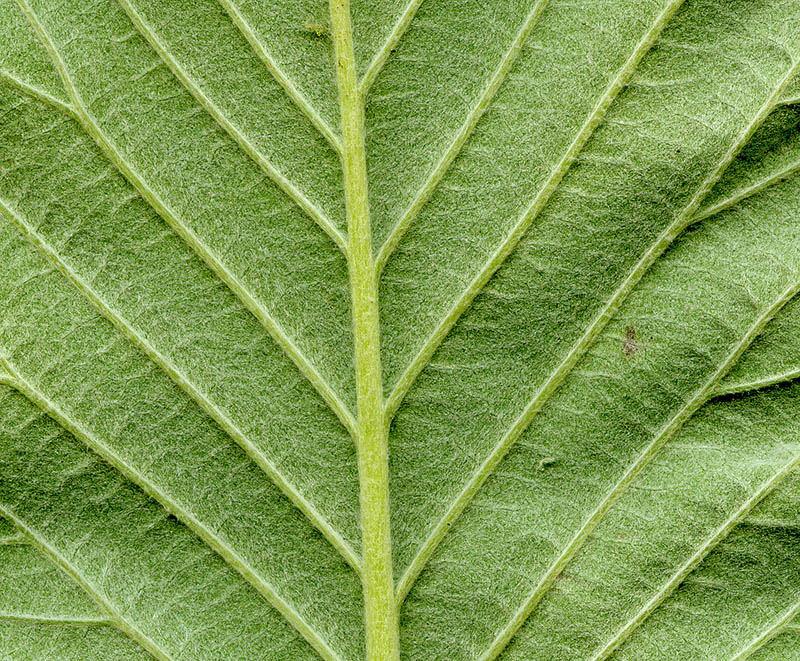Image of Sorbus aria specimen.