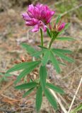 Trifolium lupinaster. Верхняя часть цветущего растения. Томская обл., Томский р-н, окр. с. Чёрная Речка, опушка соснового бора. 15.06.2008.