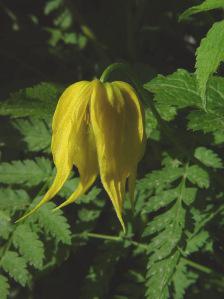Изображение особи Clematis tangutica.