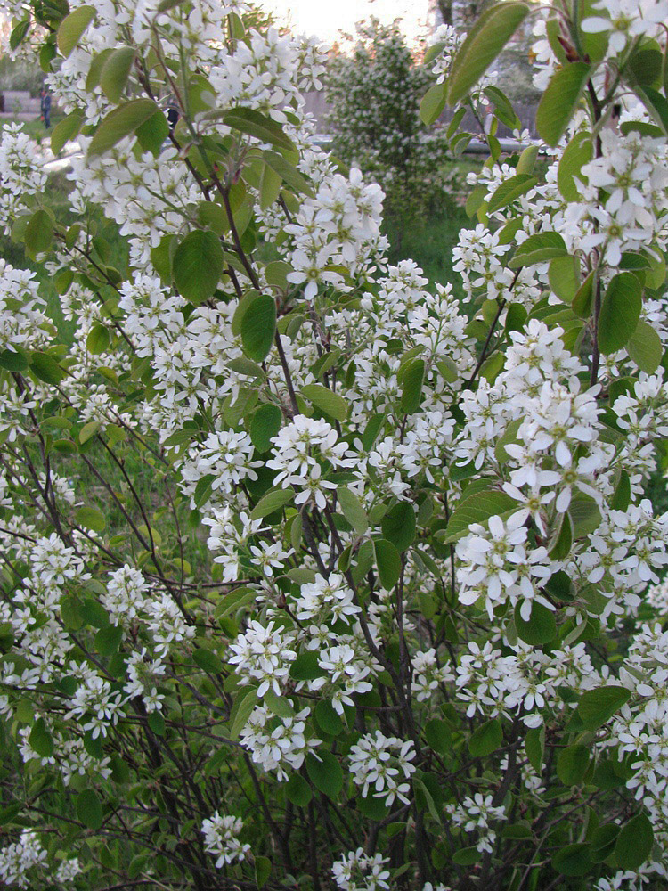 Изображение особи Amelanchier spicata.