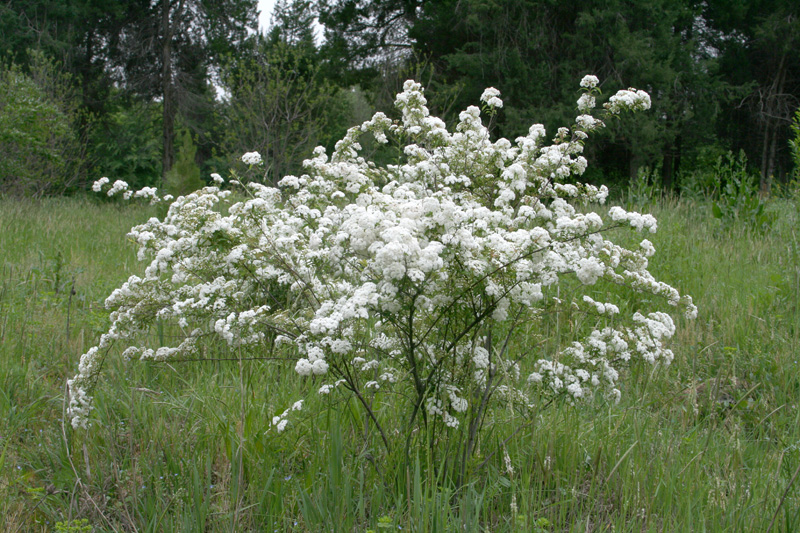 Изображение особи Spiraea cantoniensis.