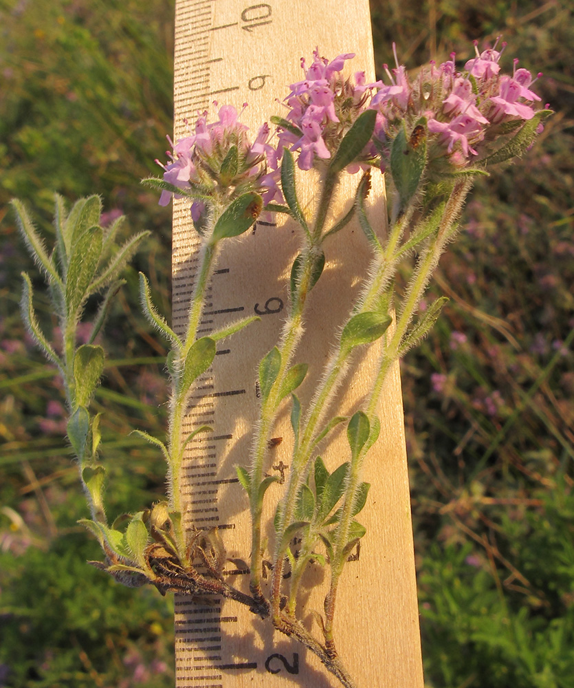 Image of Thymus markhotensis specimen.