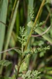 Artemisia latifolia