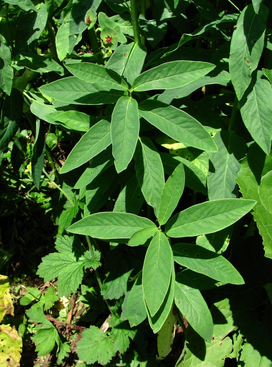 Image of Euphorbia oblongifolia specimen.