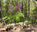 Lathyrus vernus. Цветущее растение. Краснодарский край, м/о г. Геленджик, окр. пос. Возрождение, гора Михайловка, дубово-буково-грабовый лес с примесью тиса ягодного. 25.04.2015.