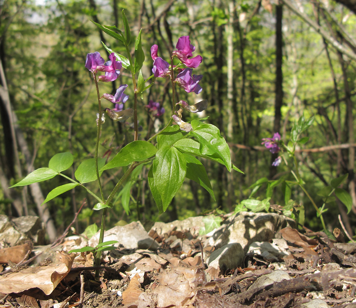 Image of Lathyrus vernus specimen.