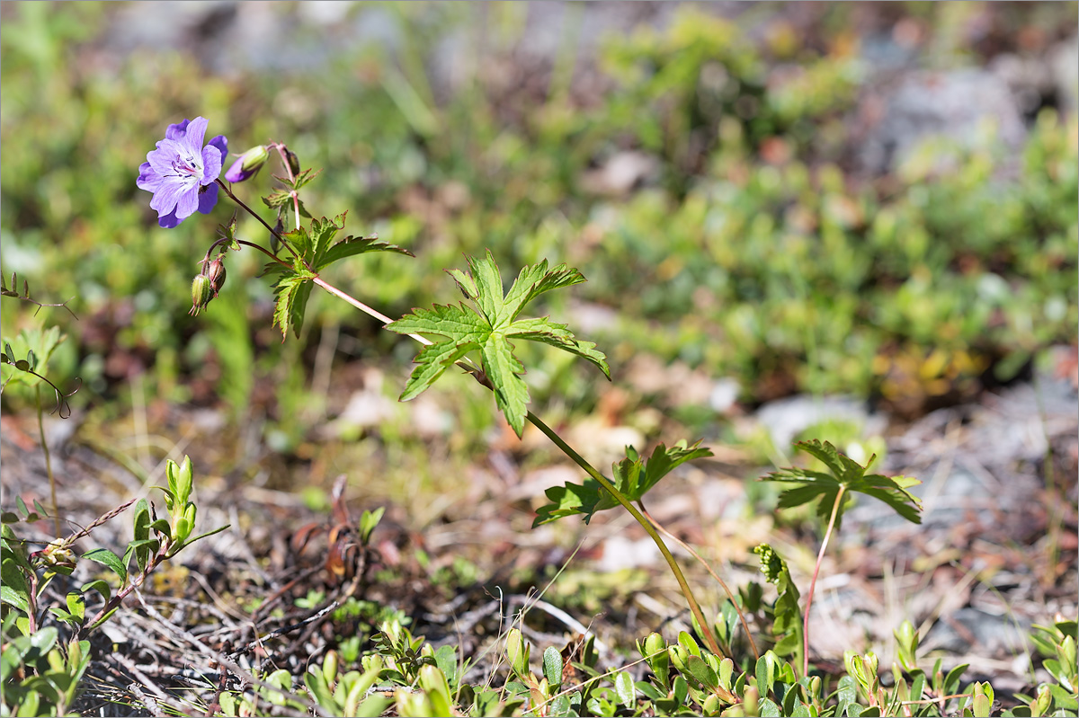 Изображение особи Geranium sylvaticum.