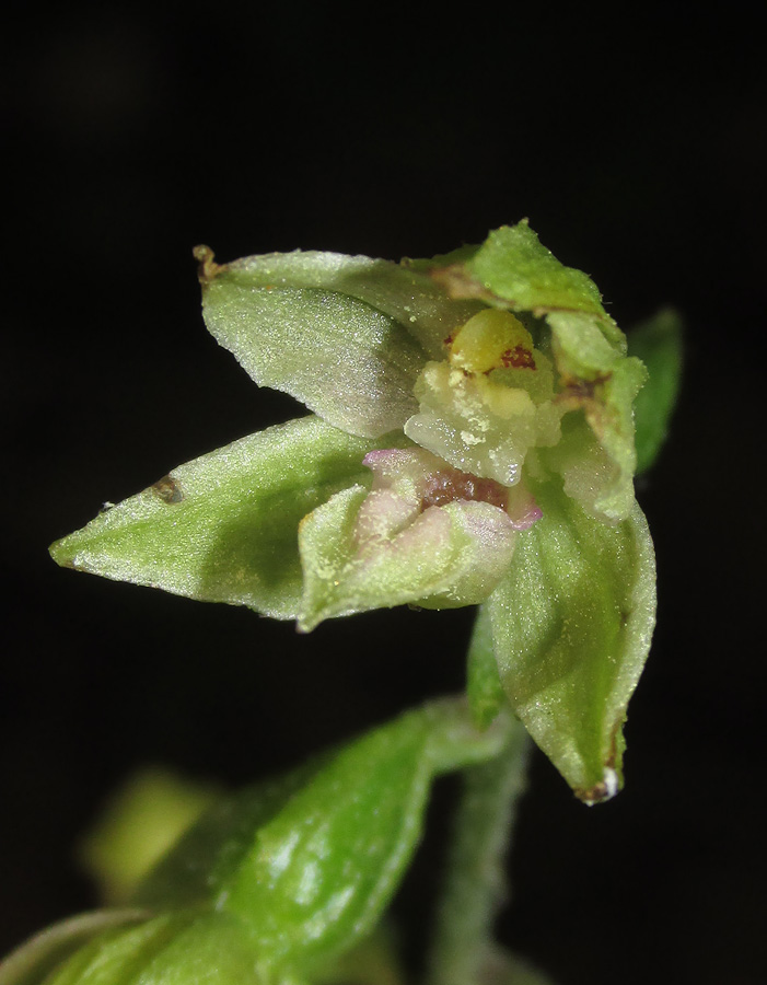 Image of Epipactis leptochila specimen.