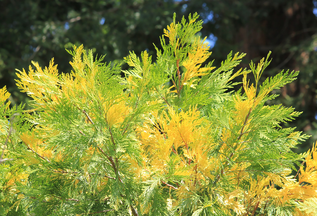 Image of Calocedrus decurrens specimen.