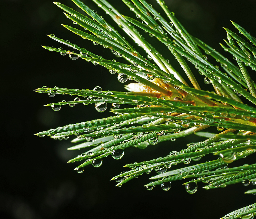 Image of Pinus sylvestris specimen.