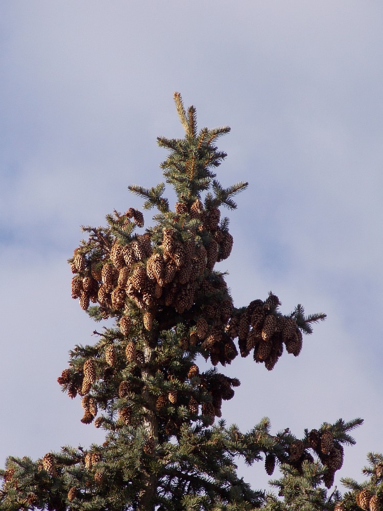 Image of Picea pungens f. glauca specimen.