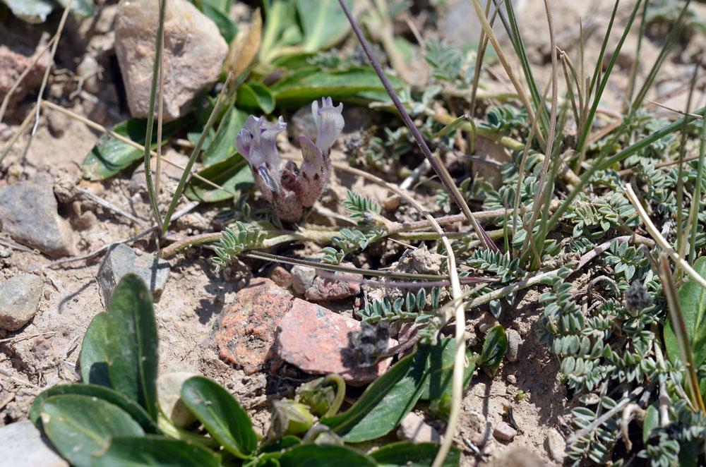 Image of Astragalus nivalis specimen.