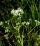 Valerianella dentata