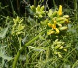 Ligularia songarica