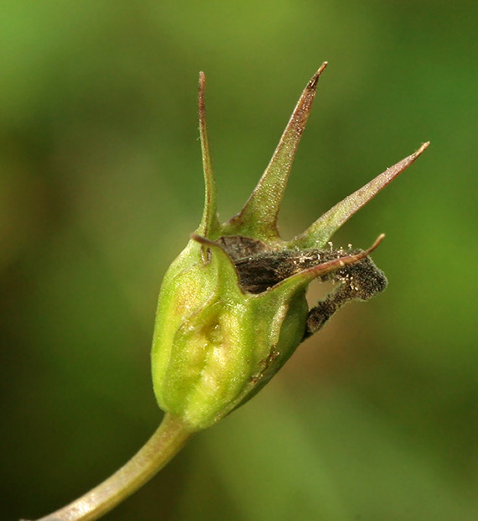 Image of Campanula patula specimen.