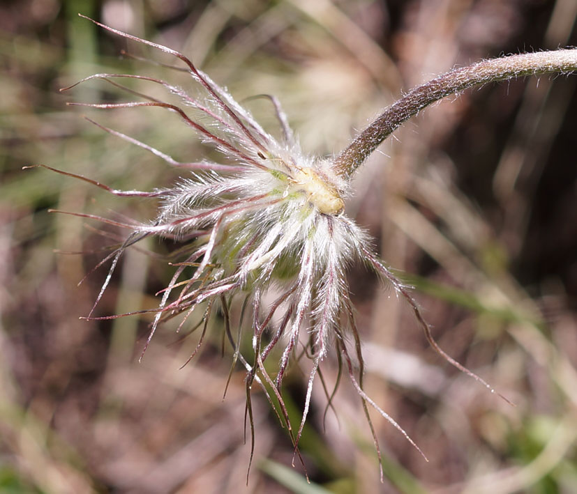 Image of Pulsatilla campanella specimen.