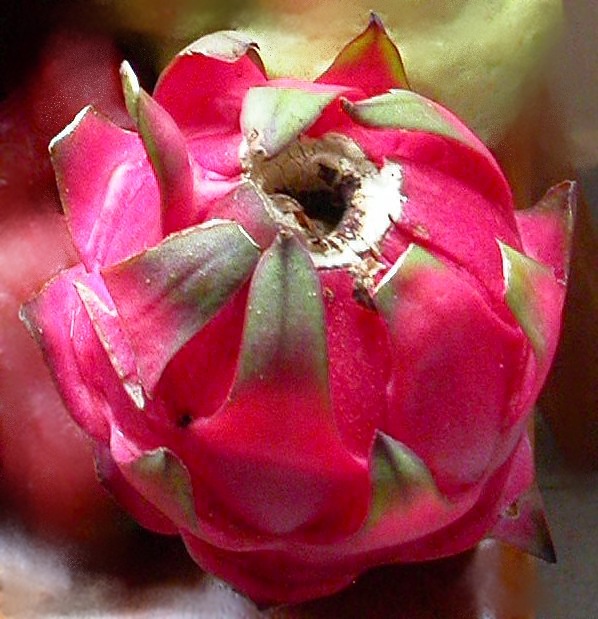 Image of Hylocereus costaricensis specimen.