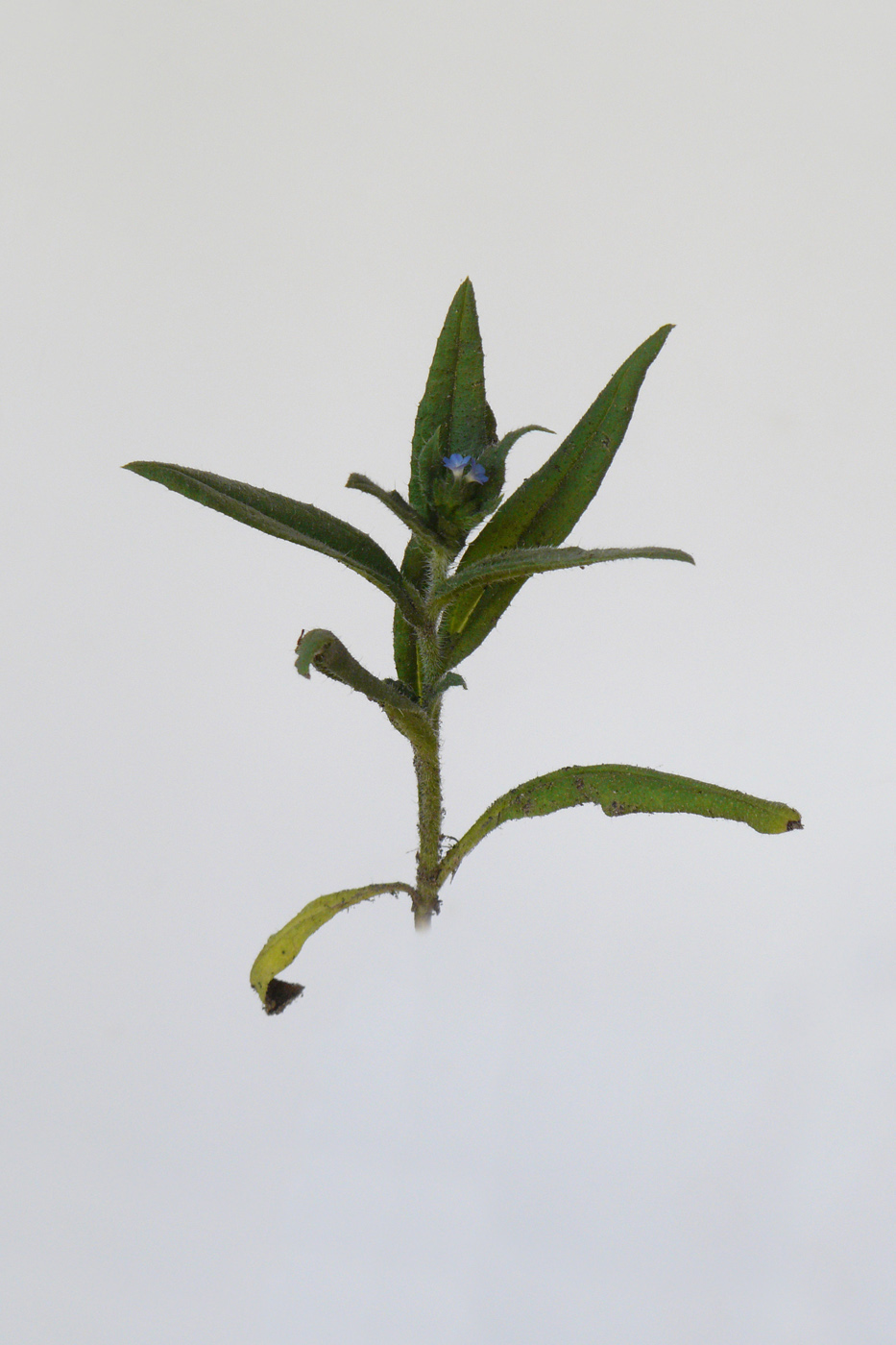 Image of Lycopsis orientalis specimen.