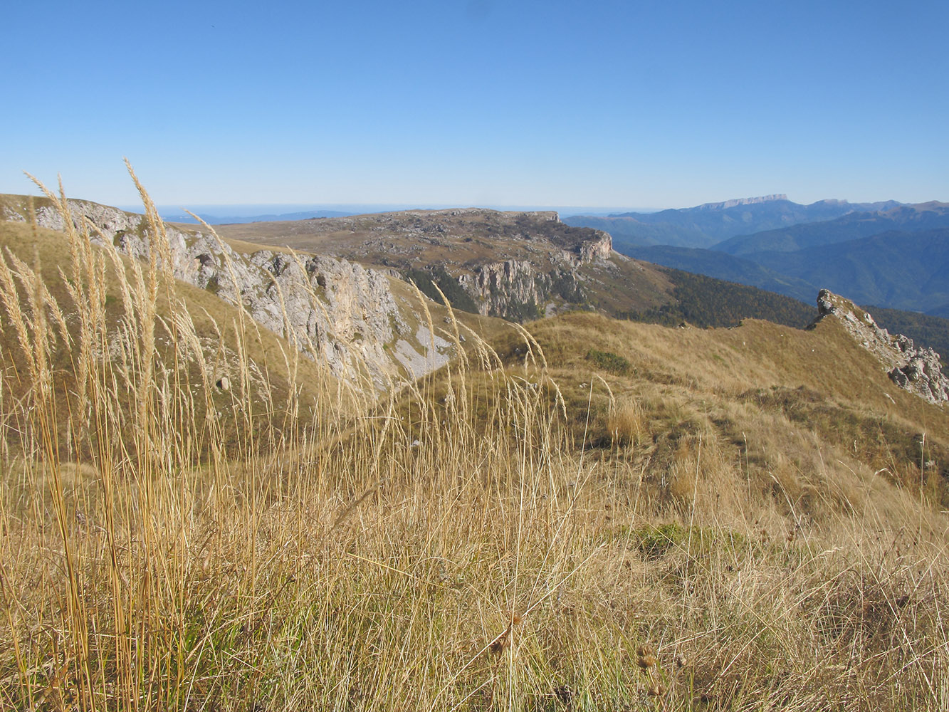 Image of Calamagrostis arundinacea specimen.