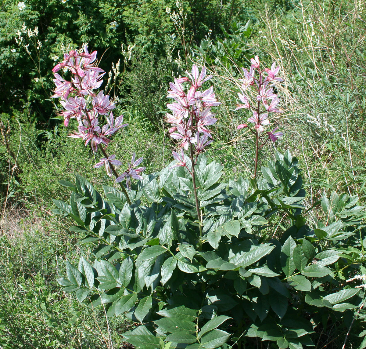 Image of Dictamnus angustifolius specimen.