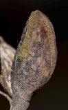 Hakea chordophylla